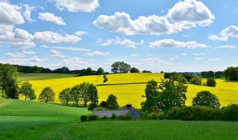Tipico paisaje polaco con flores amarillas