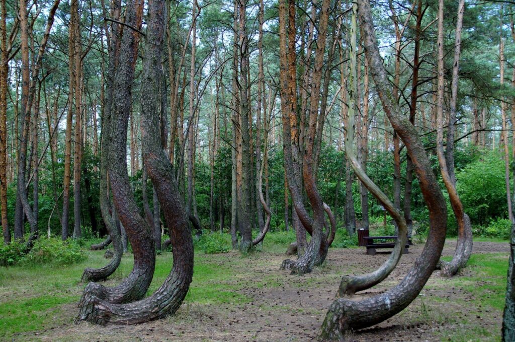 Árboles curvados del misterioso bosque torcido de Krzywy Las en Polonia occidental