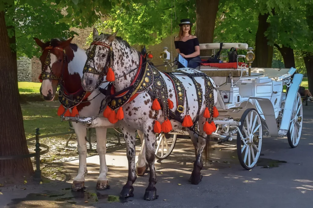 Dos caballos con arneses decorados tiran de un carruaje blanco